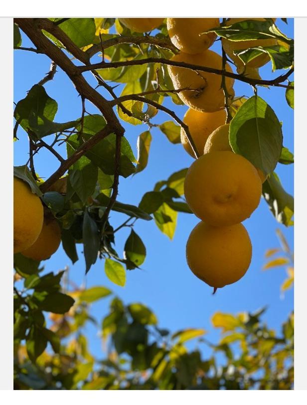 El Limonero Hébergement de vacances *